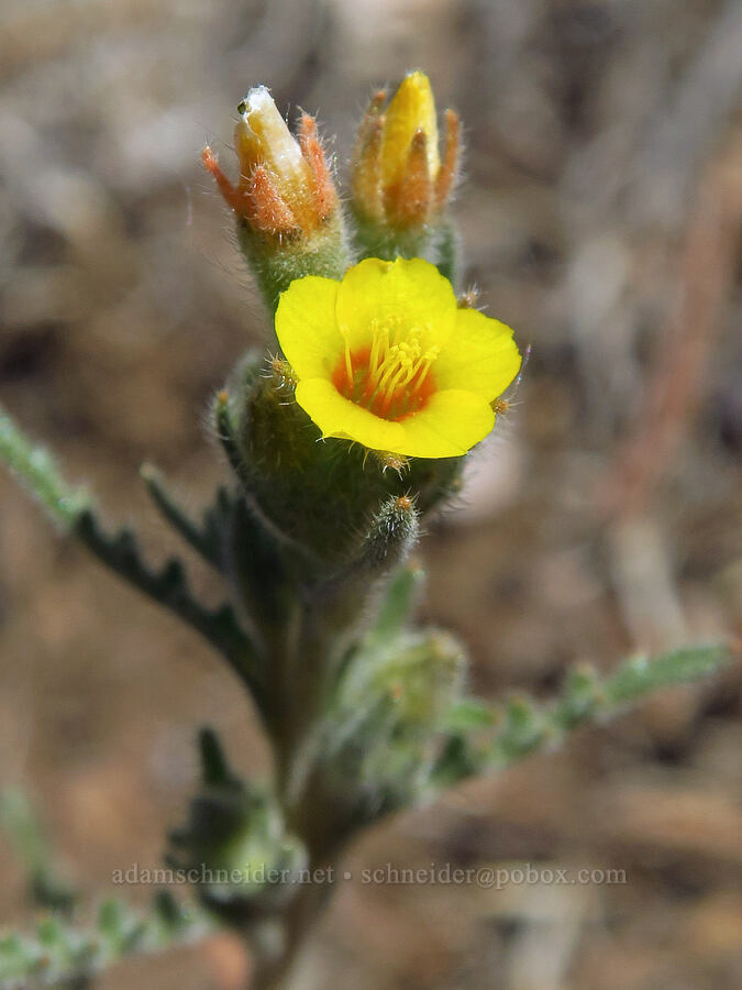 Veatch's blazing-star (Mentzelia veatchiana) [Indian Ford Meadow Preserve, Deschutes County, Oregon]