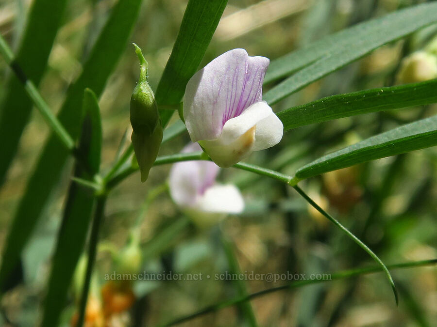 Lanzwert's dry-land pea-vine (Lathyrus lanszwertii var. aridus) [Indian Ford Meadow Preserve, Deschutes County, Oregon]