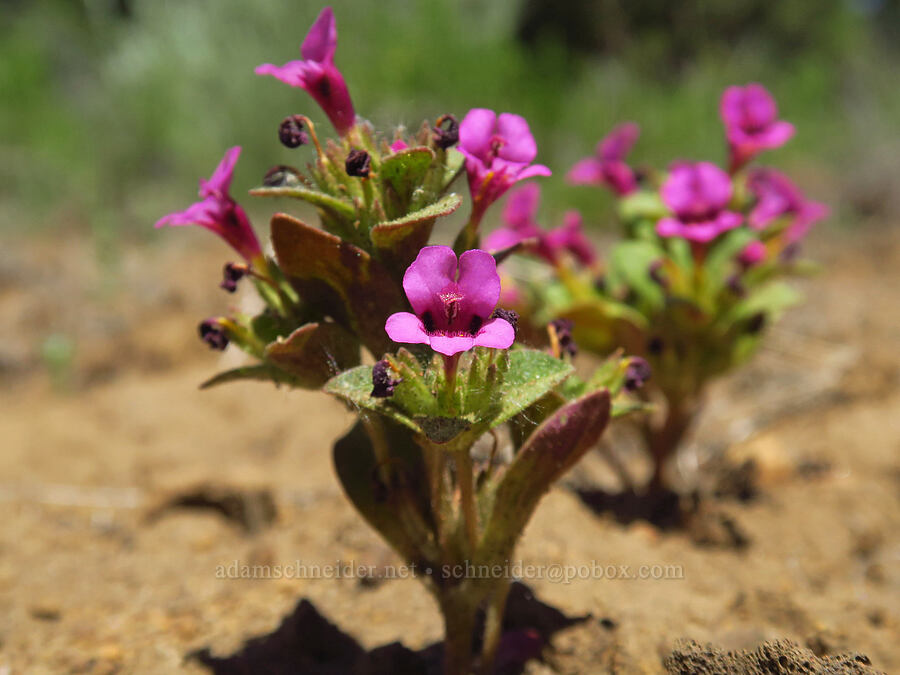 dwarf pink monkeyflowers (Diplacus nanus (Mimulus nanus)) [Indian Ford Meadow Preserve, Deschutes County, Oregon]