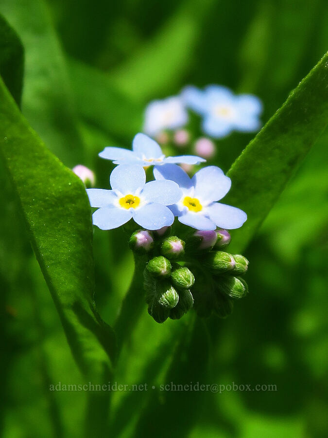 forget-me-nots (Myosotis sp.) [Indian Ford Creek, Deschutes National Forest, Deschutes County, Oregon]