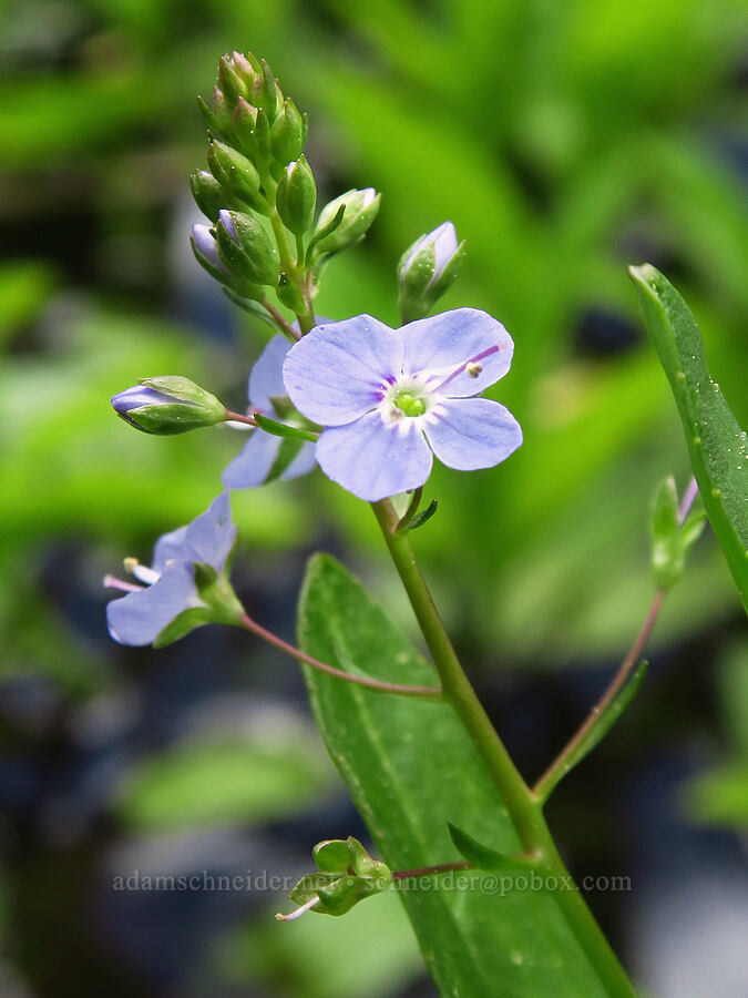 American speedwell (Veronica americana) [Indian Ford Creek, Deschutes National Forest, Deschutes County, Oregon]