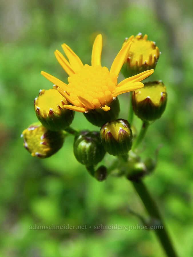 streambank groundsel (Packera pseudaurea (Senecio pseudaureus)) [Indian Ford Creek, Deschutes National Forest, Deschutes County, Oregon]