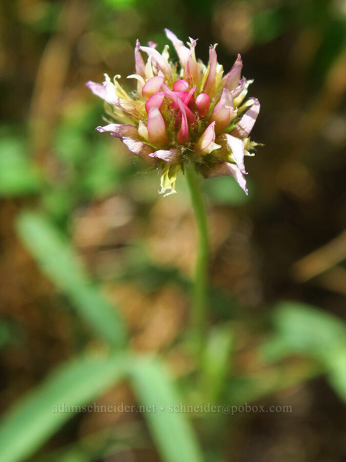Hansen's long-stalk clover (Trifolium longipes ssp. hansenii (Trifolium hansenii)) [Indian Ford Road, Deschutes National Forest, Deschutes County, Oregon]
