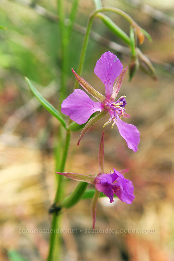 diamond clarkia (Clarkia rhomboidea) [Indian Ford Road, Deschutes National Forest, Deschutes County, Oregon]