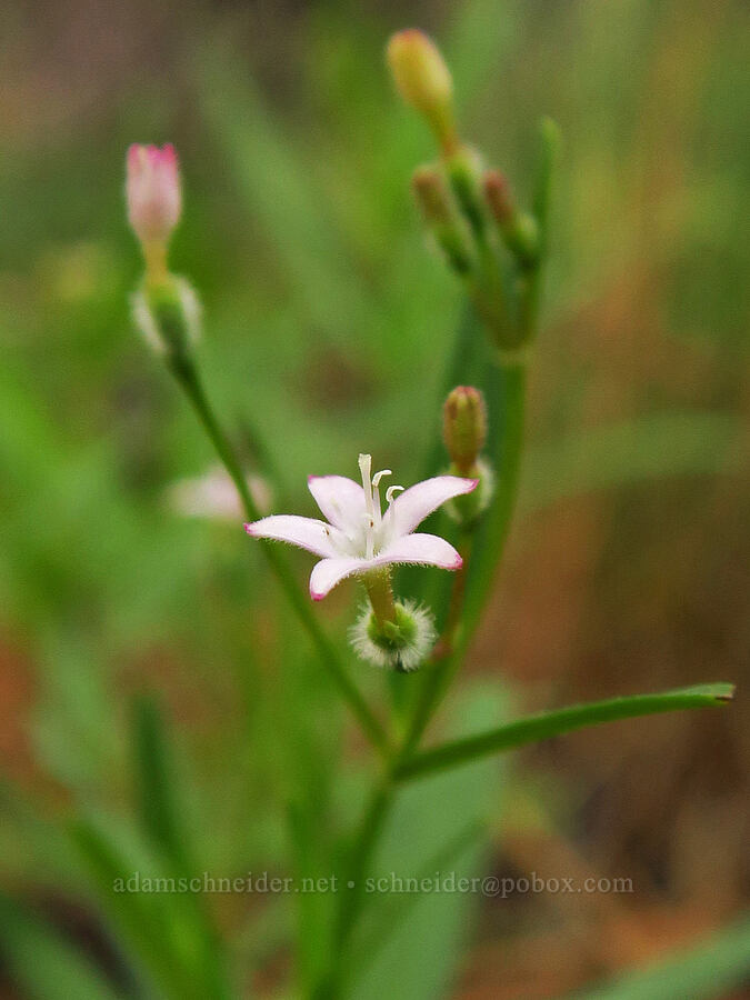 milk kelloggia (Kelloggia galioides) [Indian Ford Road, Deschutes National Forest, Deschutes County, Oregon]
