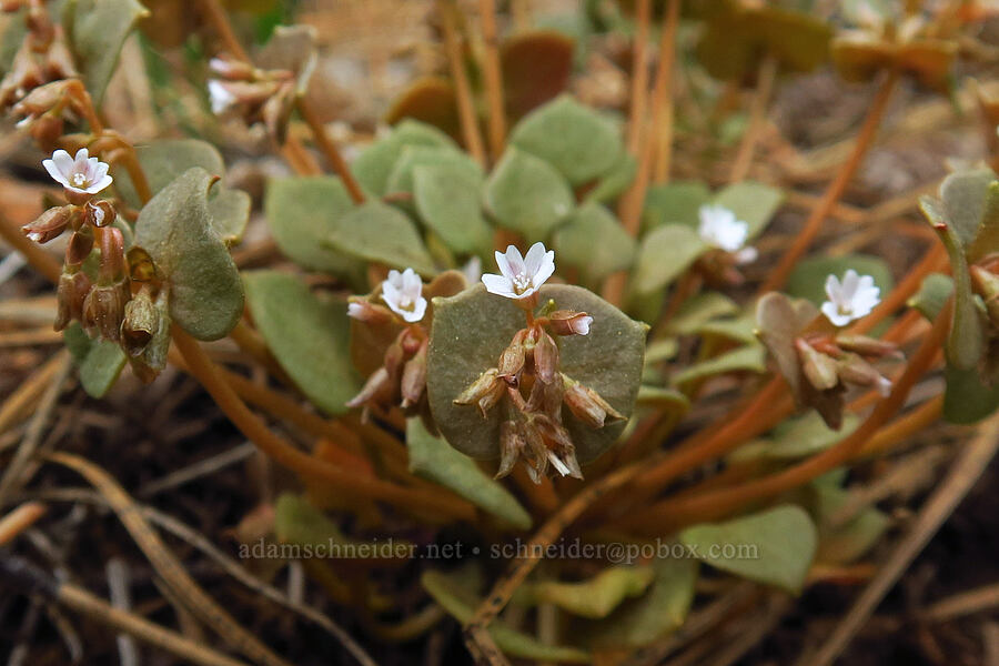 red-stem miner's lettuce (Claytonia rubra (Montia rubra)) [U.S. Highway 20, Deschutes National Forest, Deschutes County, Oregon]