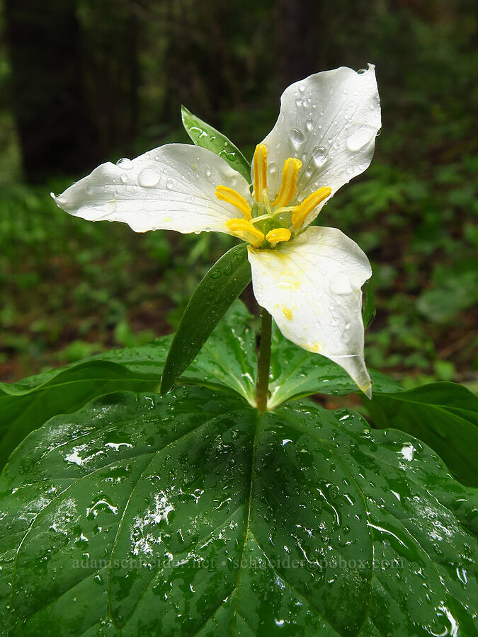 western trillium (Trillium ovatum) [Tombstone Prairie, Willamette National Forest, Linn County, Oregon]