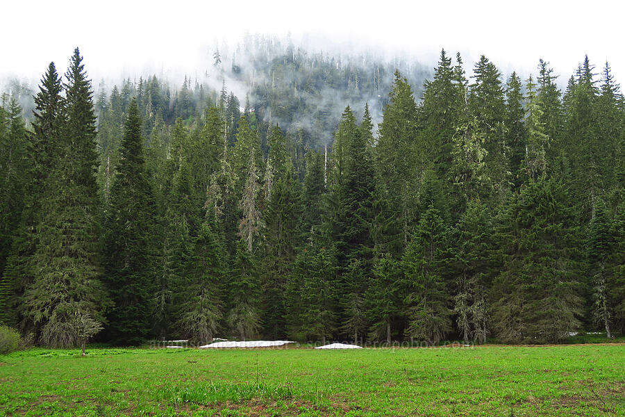 Tombstone Prairie [Tombstone Prairie, Willamette National Forest, Linn County, Oregon]