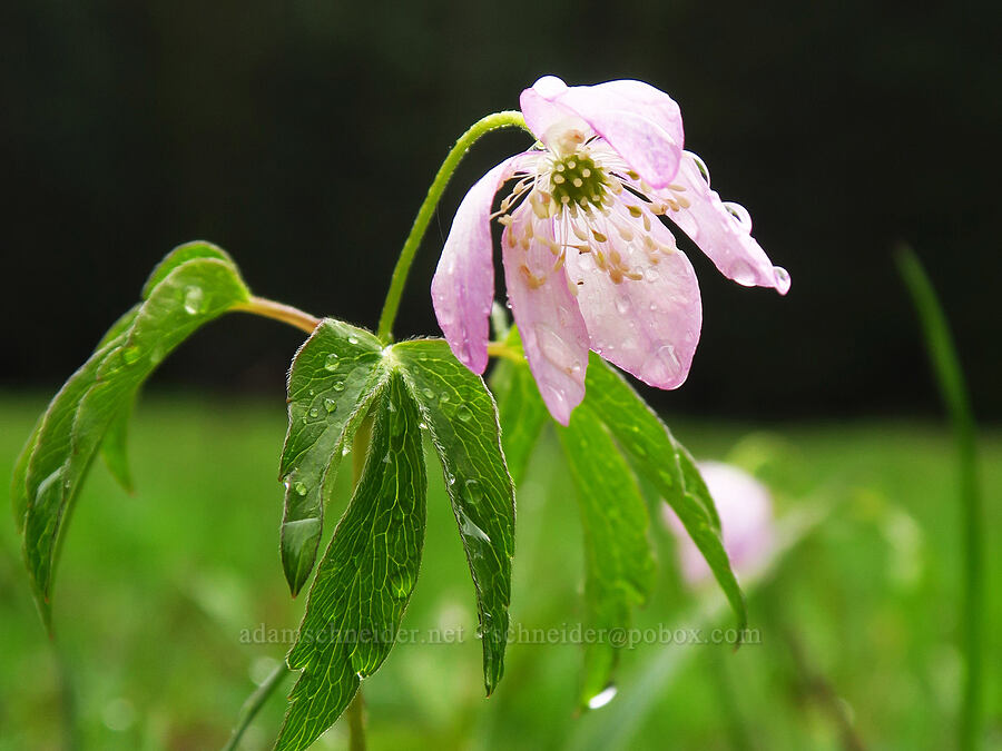 Oregon anemone (Anemone oregana (Anemonoides oregana)) [Tombstone Prairie, Willamette National Forest, Linn County, Oregon]