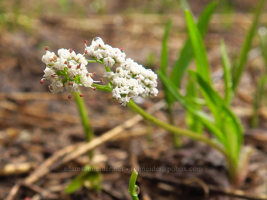 California Indian-potato (Orogenia fusiformis (Lomatium fusiformis)) [Tombstone Prairie, Willamette National Forest, Linn County, Oregon]