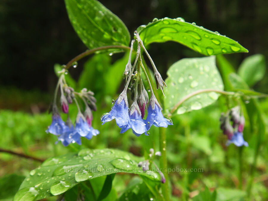 Oregon bluebells (Mertensia bella) [Tombstone Prairie, Willamette National Forest, Linn County, Oregon]