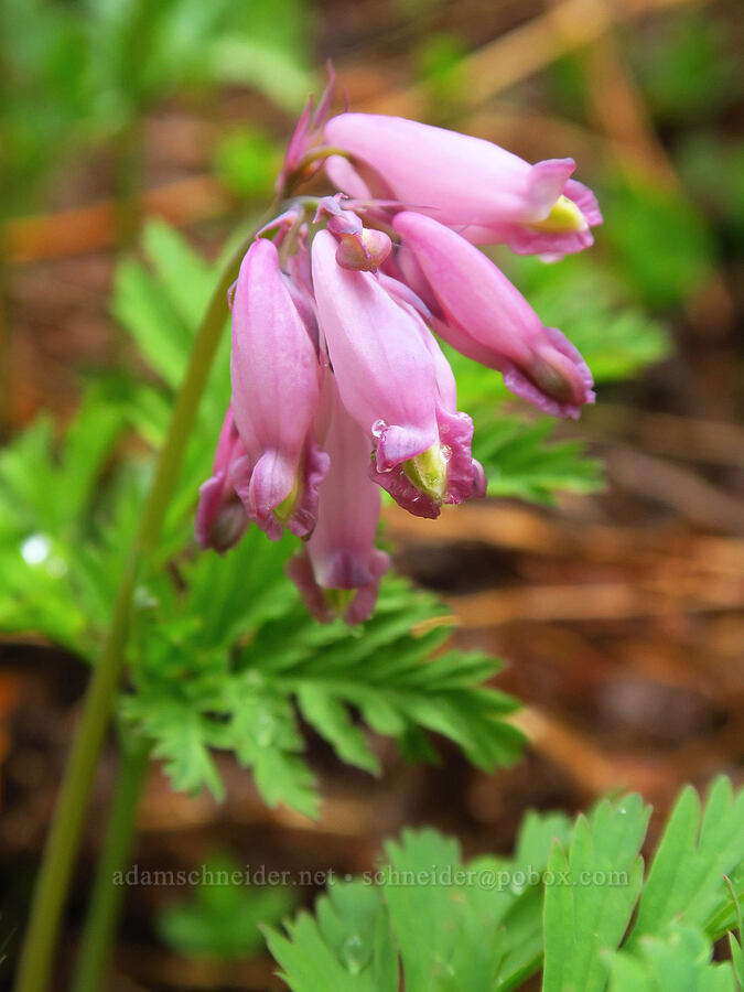 bleeding hearts (Dicentra formosa) [Tombstone Prairie, Willamette National Forest, Linn County, Oregon]
