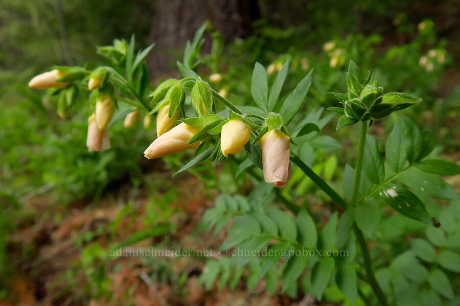 Oregon Jacob's-ladder, budding (Polemonium carneum) [Tombstone Prairie, Willamette National Forest, Linn County, Oregon]