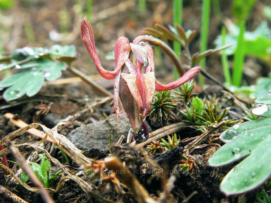 steer's-head, going to seed (Dicentra uniflora) [Tombstone Prairie, Willamette National Forest, Linn County, Oregon]