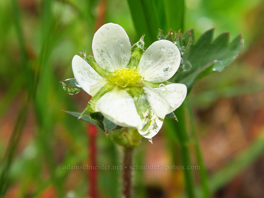 wild strawberry (Fragaria virginiana) [Tombstone Prairie, Willamette National Forest, Linn County, Oregon]