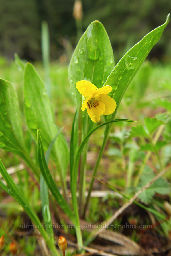 Baker's violet (Viola bakeri (Viola nuttallii var. bakeri)) [Tombstone Prairie, Willamette National Forest, Linn County, Oregon]