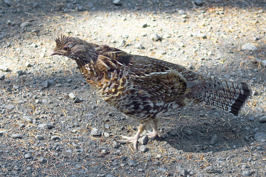sooty grouse, following my car (Dendragapus fuliginosus) [Forest Road 6808, Gifford Pinchot National Forest, Skamania County, Washington]