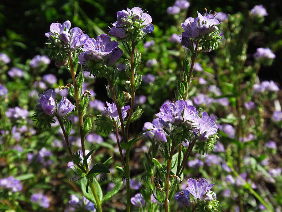 thread-leaf phacelia (Phacelia linearis) [Forest Road 6808, Gifford Pinchot National Forest, Skamania County, Washington]