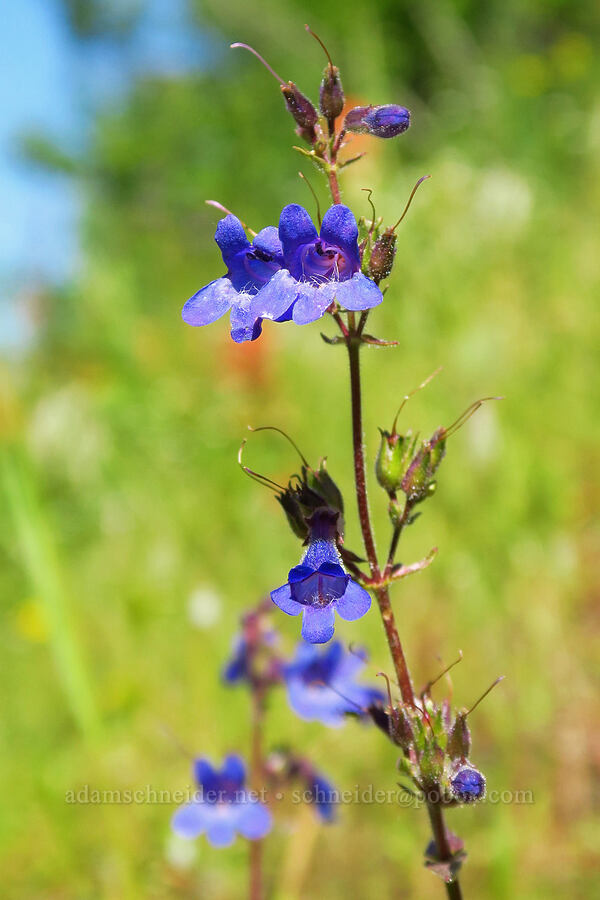 fine-tooth penstemon (Penstemon subserratus) [Forest Road 6808, Gifford Pinchot National Forest, Skamania County, Washington]