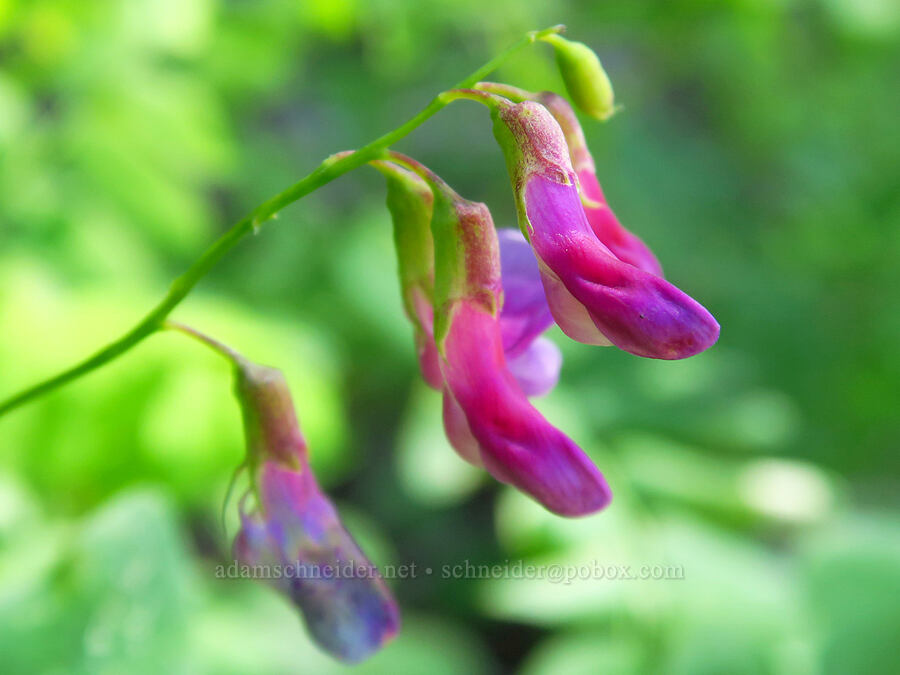 leafy pea-vine (Lathyrus polyphyllus) [Forest Road 6808, Gifford Pinchot National Forest, Skamania County, Washington]