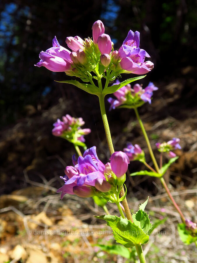 Cascade penstemon (Penstemon serrulatus) [Forest Road 6808, Gifford Pinchot National Forest, Skamania County, Washington]
