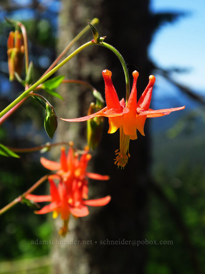 western columbine (Aquilegia formosa) [Forest Road 6808, Gifford Pinchot National Forest, Skamania County, Washington]