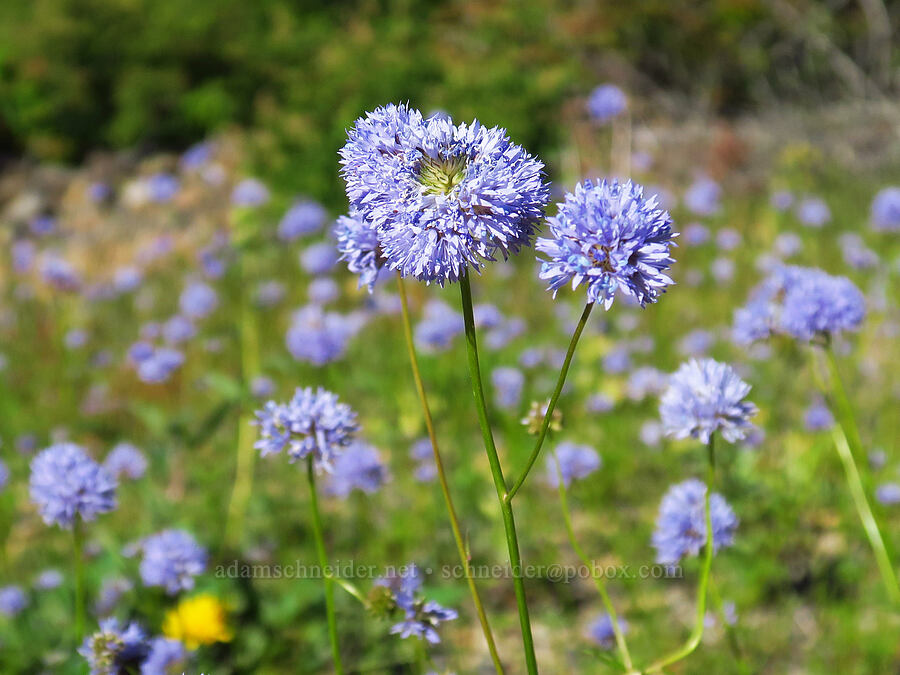 blue-head gilia (Gilia capitata) [below Grassy Knoll, Gifford Pinchot National Forest, Skamania County, Washington]