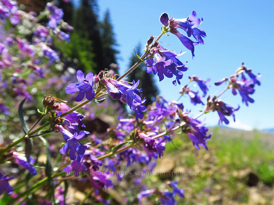 fine-tooth penstemon (Penstemon subserratus) [below Grassy Knoll, Gifford Pinchot National Forest, Skamania County, Washington]