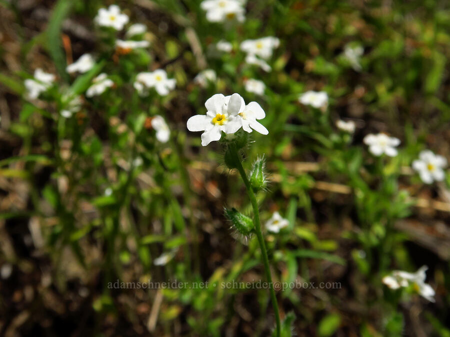 common cryptantha (Cryptantha intermedia) [below Grassy Knoll, Gifford Pinchot National Forest, Skamania County, Washington]