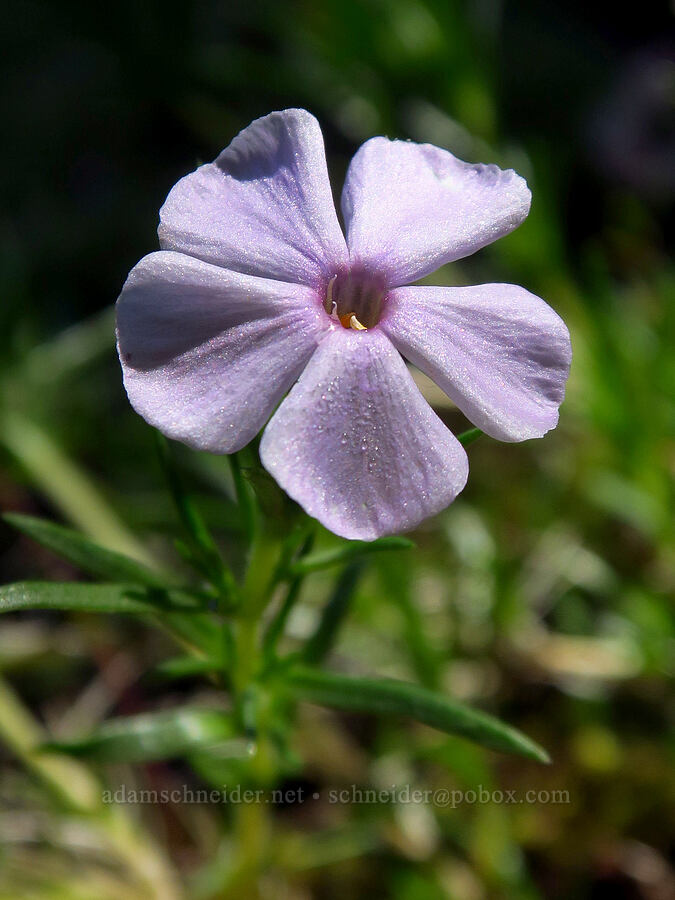 leggy spreading phlox (Phlox diffusa) [below Grassy Knoll, Gifford Pinchot National Forest, Skamania County, Washington]