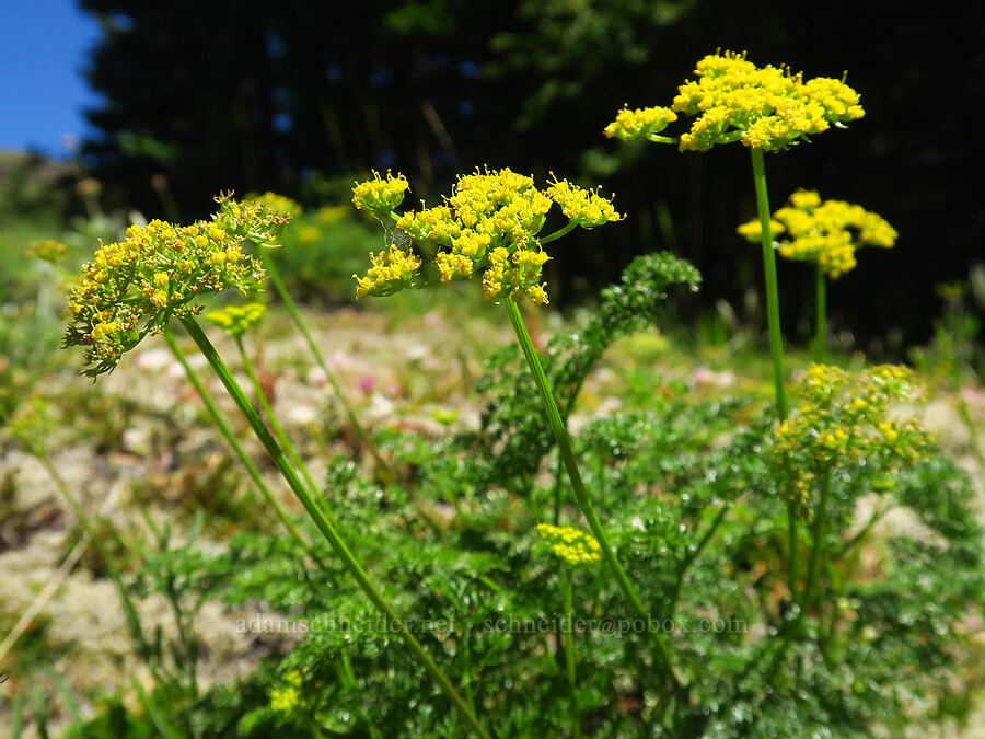 montane spring parsley (Cymopterus terebinthinus var. foeniculaceus (Cymopterus foeniculaceus)) [below Grassy Knoll, Gifford Pinchot National Forest, Skamania County, Washington]