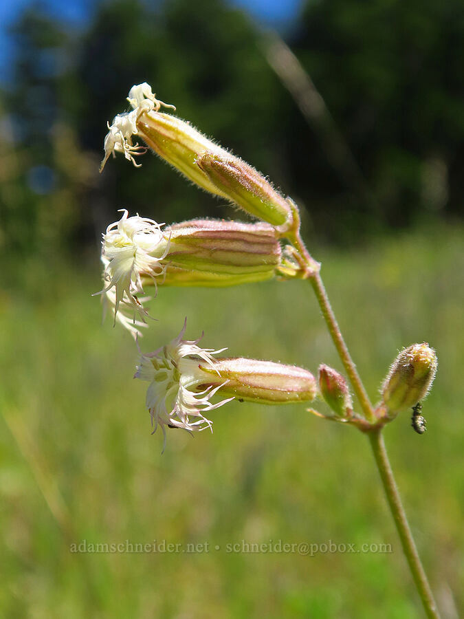Oregon catchfly (Silene oregana) [below Grassy Knoll, Gifford Pinchot National Forest, Skamania County, Washington]