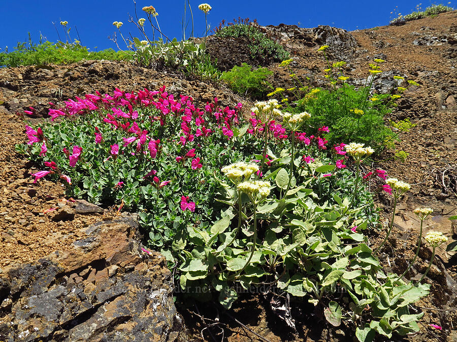 wildflowers (Eriogonum compositum, Penstemon rupicola, Cymopterus terebinthinus var. foeniculaceus (Cymopterus foeniculaceus)) [below Grassy Knoll, Gifford Pinchot National Forest, Skamania County, Washington]