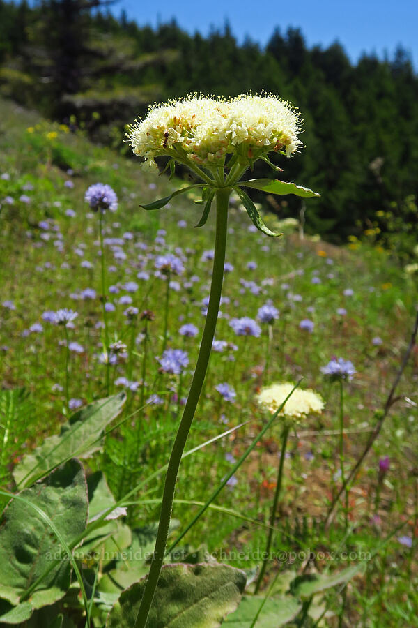heart-leaf buckwheat (Eriogonum compositum) [below Grassy Knoll, Gifford Pinchot National Forest, Skamania County, Washington]