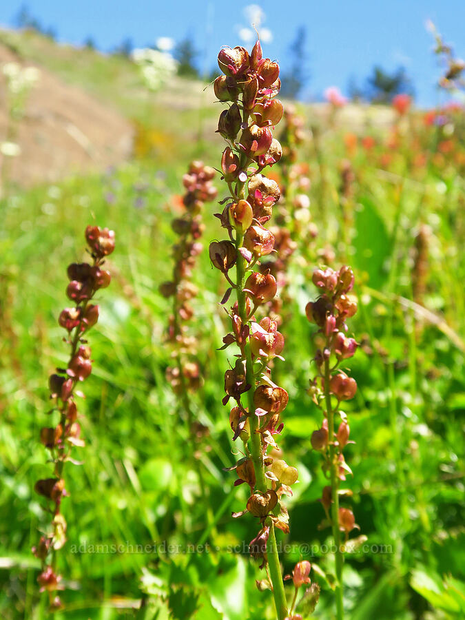 Columbia kitten-tails, going to seed (Synthyris missurica ssp. stellata (Veronica missurica ssp. stellata)) [below Grassy Knoll, Gifford Pinchot National Forest, Skamania County, Washington]