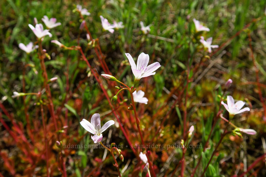 little-leaf montia (Montia parvifolia (Claytonia parvifolia)) [below Grassy Knoll, Gifford Pinchot National Forest, Skamania County, Washington]