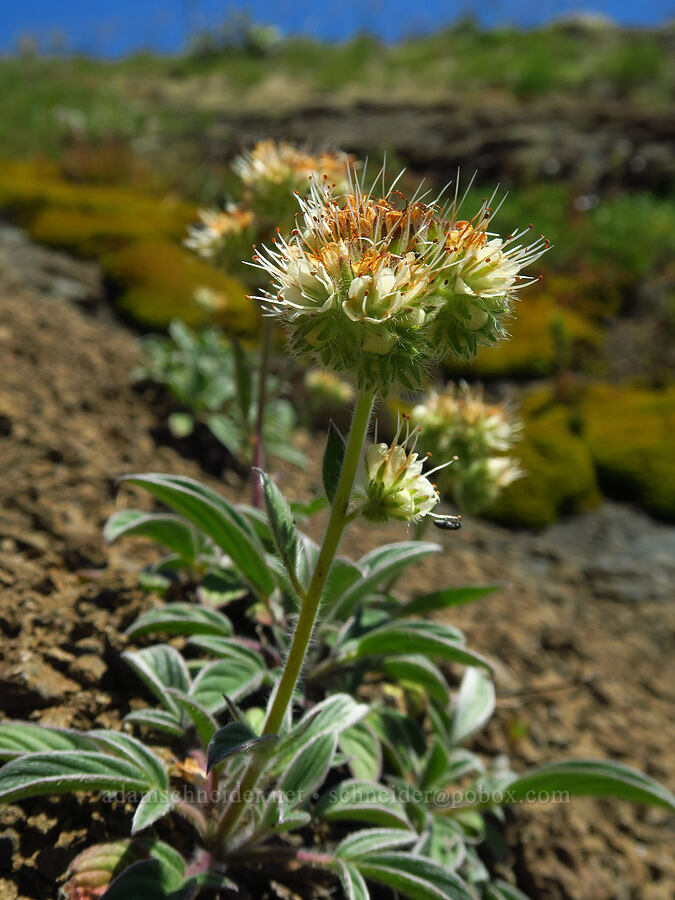 silver-leaf phacelia (Phacelia hastata) [below Grassy Knoll, Gifford Pinchot National Forest, Skamania County, Washington]