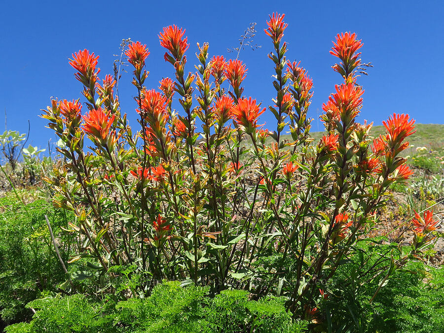 harsh paintbrush (Castilleja hispida) [below Grassy Knoll, Gifford Pinchot National Forest, Skamania County, Washington]