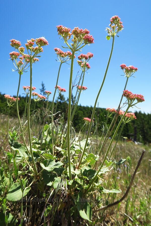 heart-leaf buckwheat (Eriogonum compositum) [below Grassy Knoll, Gifford Pinchot National Forest, Skamania County, Washington]