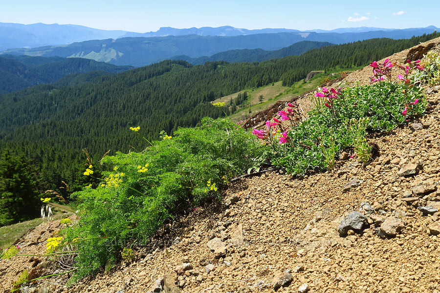 spring parsley & cliff penstemon (Cymopterus terebinthinus var. foeniculaceus (Cymopterus foeniculaceus), Penstemon rupicola) [below Grassy Knoll, Gifford Pinchot National Forest, Skamania County, Washington]