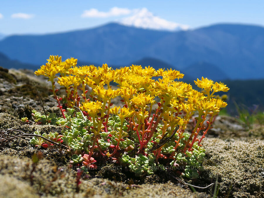 broad-leaf stonecrop (Sedum spathulifolium) [below Grassy Knoll, Gifford Pinchot National Forest, Skamania County, Washington]