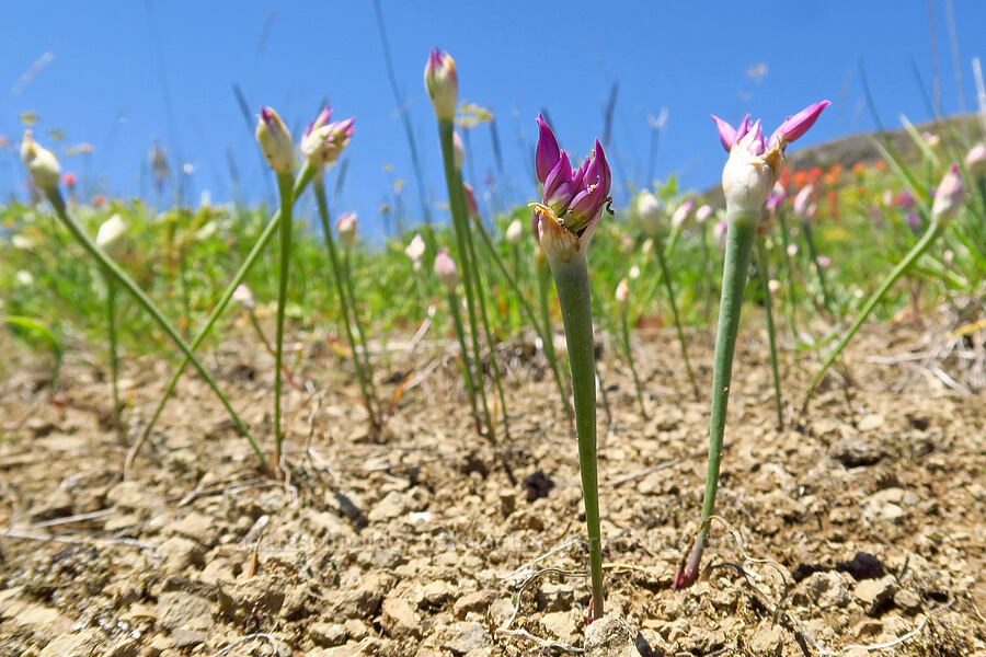 taper-tip onions, budding (Allium acuminatum) [below Grassy Knoll, Gifford Pinchot National Forest, Skamania County, Washington]