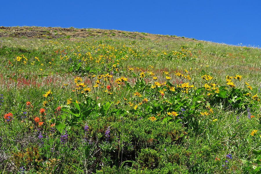 wildflowers [below Grassy Knoll, Gifford Pinchot National Forest, Skamania County, Washington]