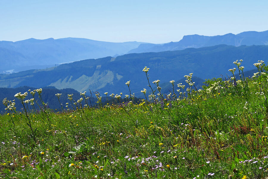 white western groundsel (Senecio integerrimus var. ochroleucus) [Grassy Knoll Trail, Gifford Pinchot National Forest, Skamania County, Washington]