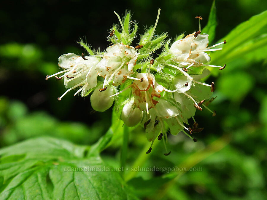 Fendler's waterleaf (Hydrophyllum fendleri) [Grassy Knoll Trail, Gifford Pinchot National Forest, Skamania County, Washington]