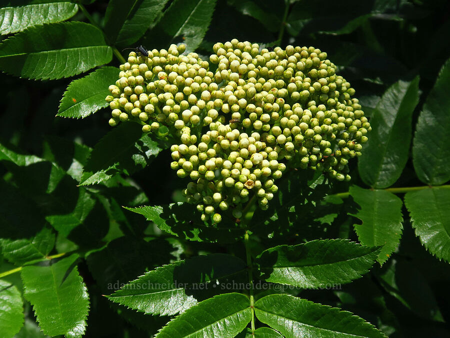 Cascade mountain-ash flowers, budding (Sorbus scopulina) [Grassy Knoll Trail, Gifford Pinchot National Forest, Skamania County, Washington]