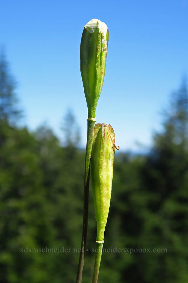 glacier lily seed-pods (Erythronium grandiflorum) [Grassy Knoll Trail, Gifford Pinchot National Forest, Skamania County, Washington]