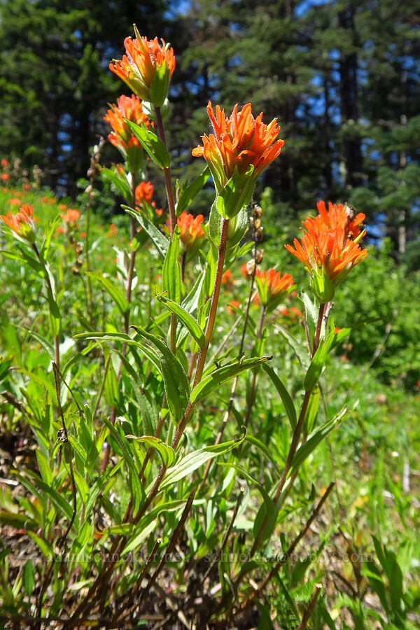 paintbrush (Castilleja miniata) [Grassy Knoll Trail, Gifford Pinchot National Forest, Skamania County, Washington]