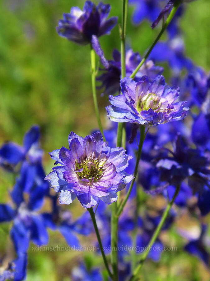 radially-symmetric larkspur (Delphinium nuttallianum) [Grassy Knoll Trail, Gifford Pinchot National Forest, Skamania County, Washington]