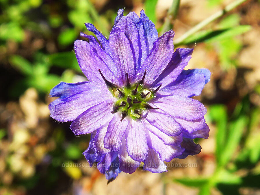 radially-symmetric larkspur (Delphinium nuttallianum) [Grassy Knoll Trail, Gifford Pinchot National Forest, Skamania County, Washington]